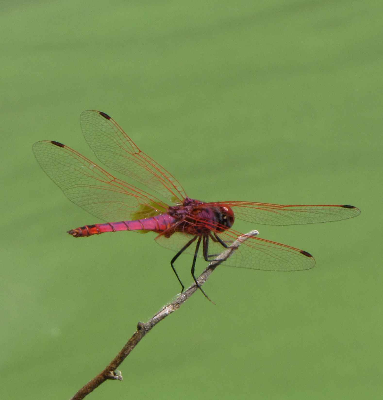 libellula rosso-viola - Trithemis annulata (maschio)